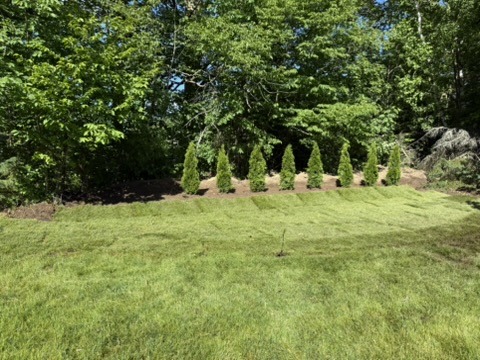 Green lawn and mulched evergreen planting bed