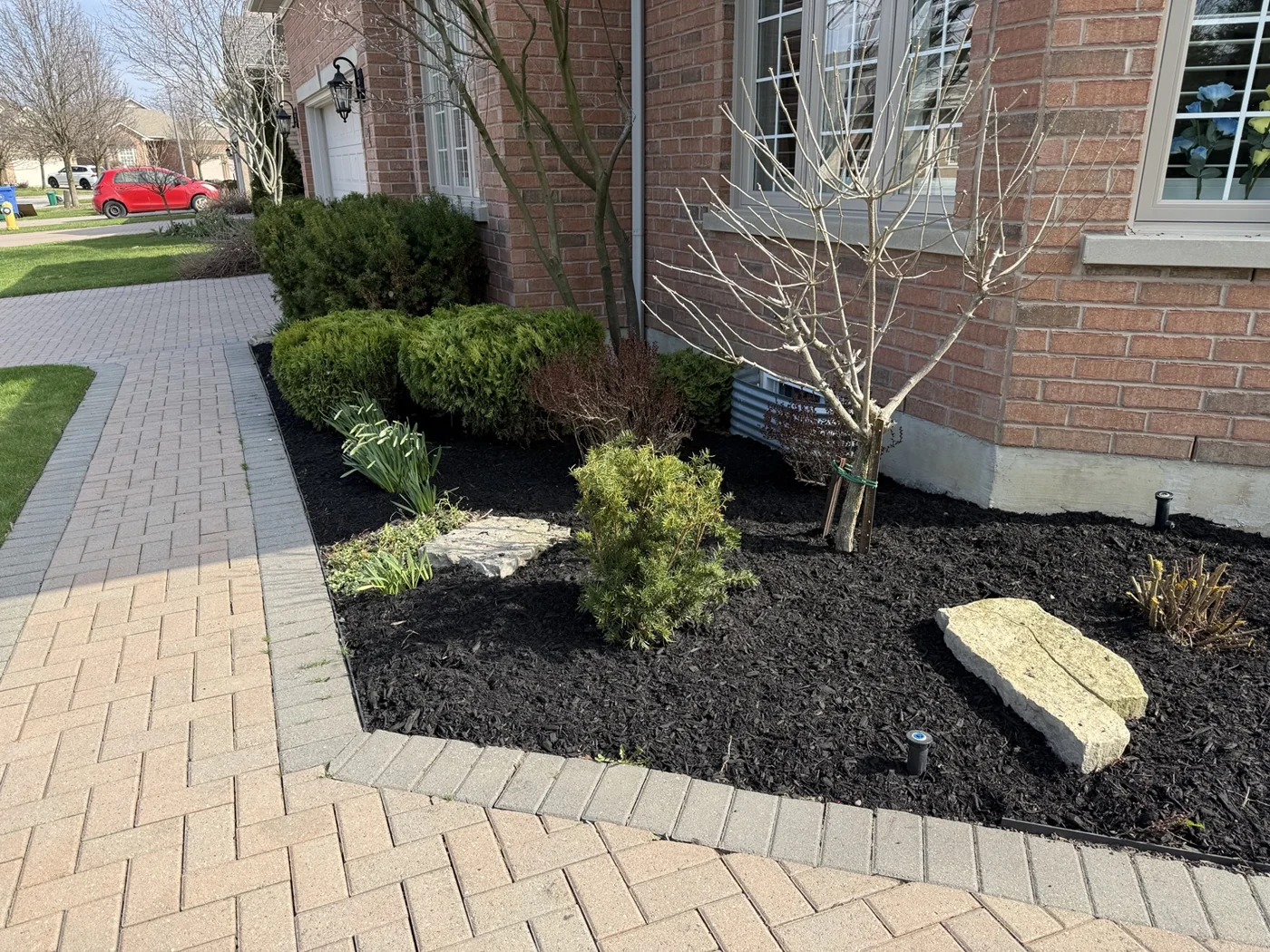 Mulched garden bed with shrubs, a small tree and decorative stones beside an interlock path